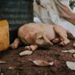 India Aid Foundation’s Impact on Stray Animal Welfare